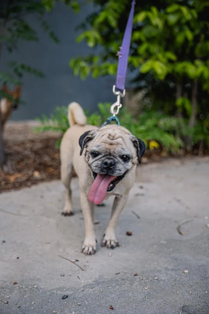 Chachita thumbnail 2