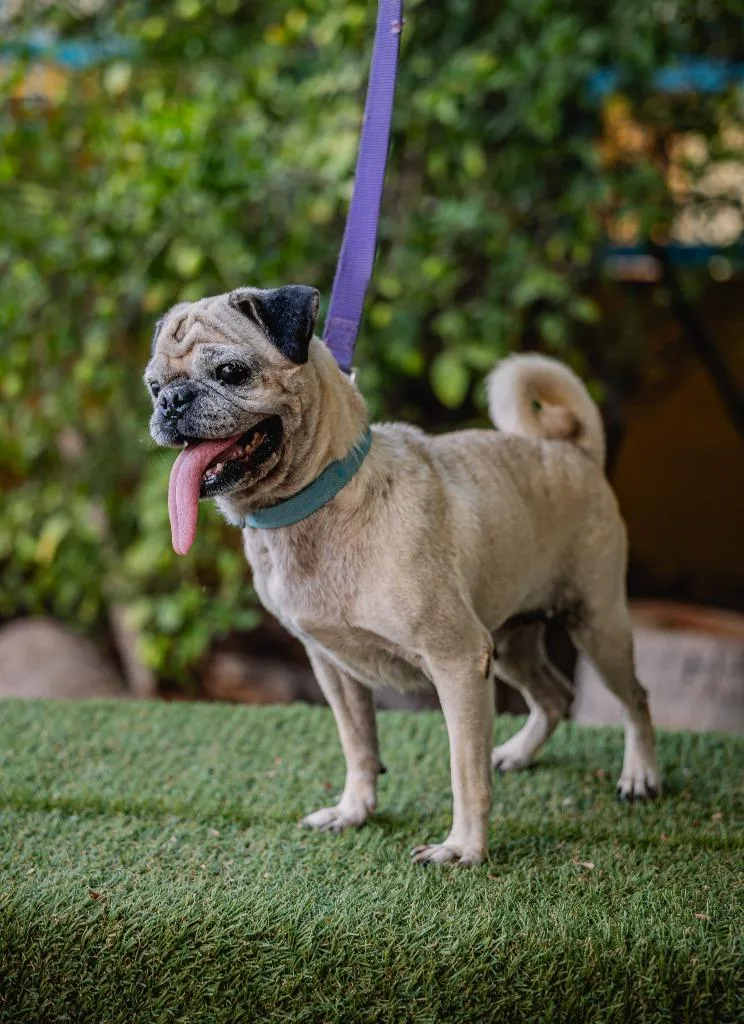 Chachita thumbnail 4