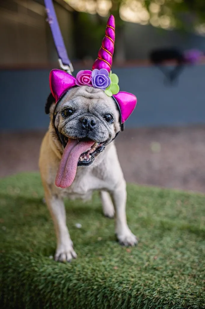 Chachita thumbnail 5