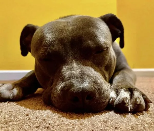 An adult large-sized male Pit Bull Terrier dog named Bastion for adoption in Millersville, MD