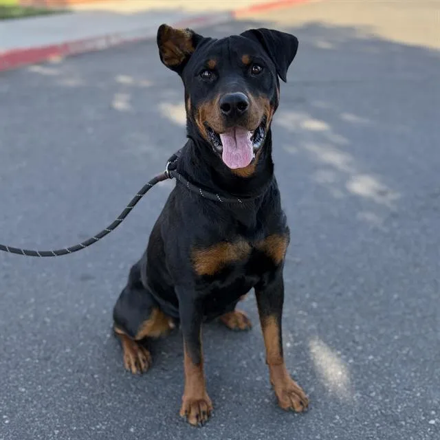 A young medium-sized female Rottweiler dog named Olive for adoption in Modesto, CA