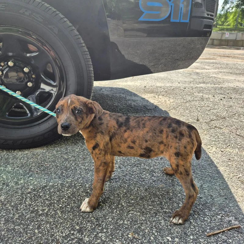 A baby small-sized female Brown / Chocolate Retriever dog named Pixie for adoption in Greenville, SC