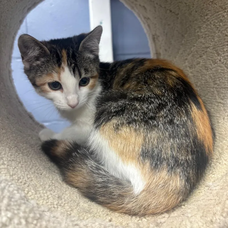 A baby small-sized female White Domestic Short Hair cat named Priya for adoption in Marshalltown, IA