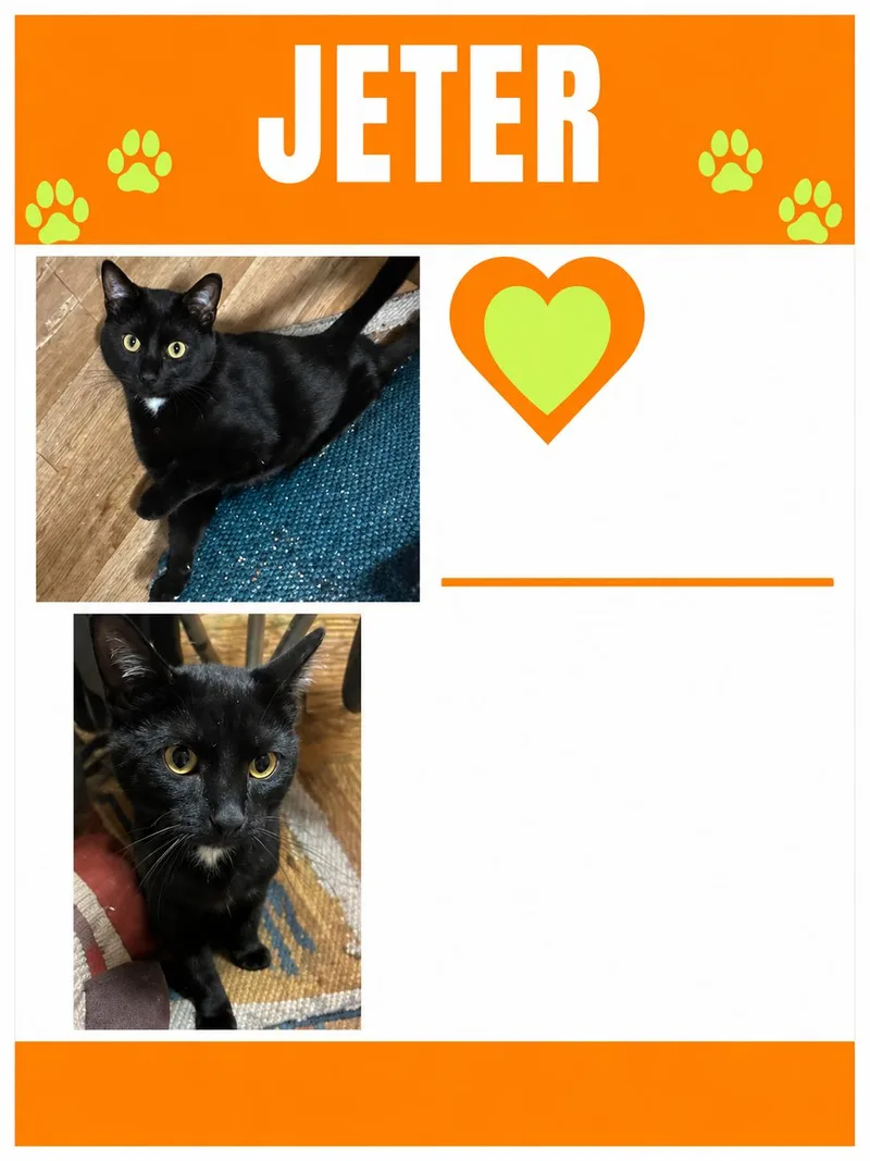 A young medium-sized male Black & White / Tuxedo Domestic Short Hair cat named Jeter for adoption in Lemoyne, PA