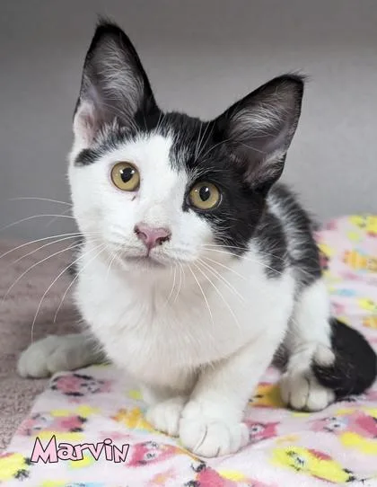 A baby small-sized male Domestic Short Hair cat named Marvin for adoption in Mason, MI