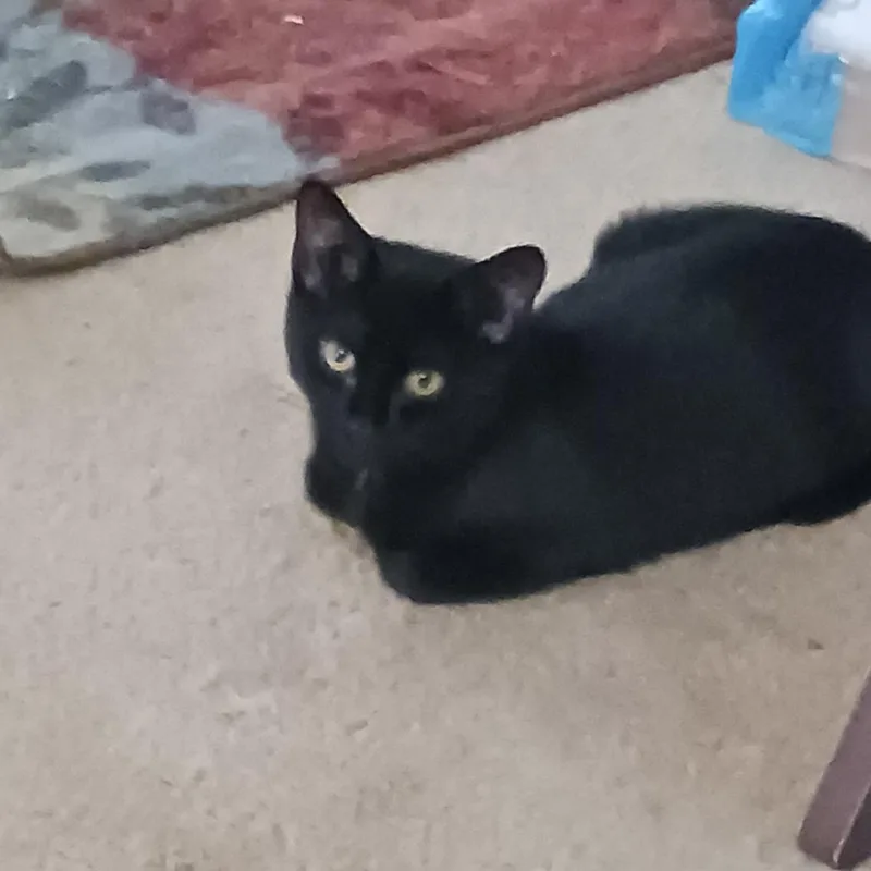 A baby small-sized female Black Domestic Short Hair cat named Kameko for adoption in Inver Grove Heights, MN