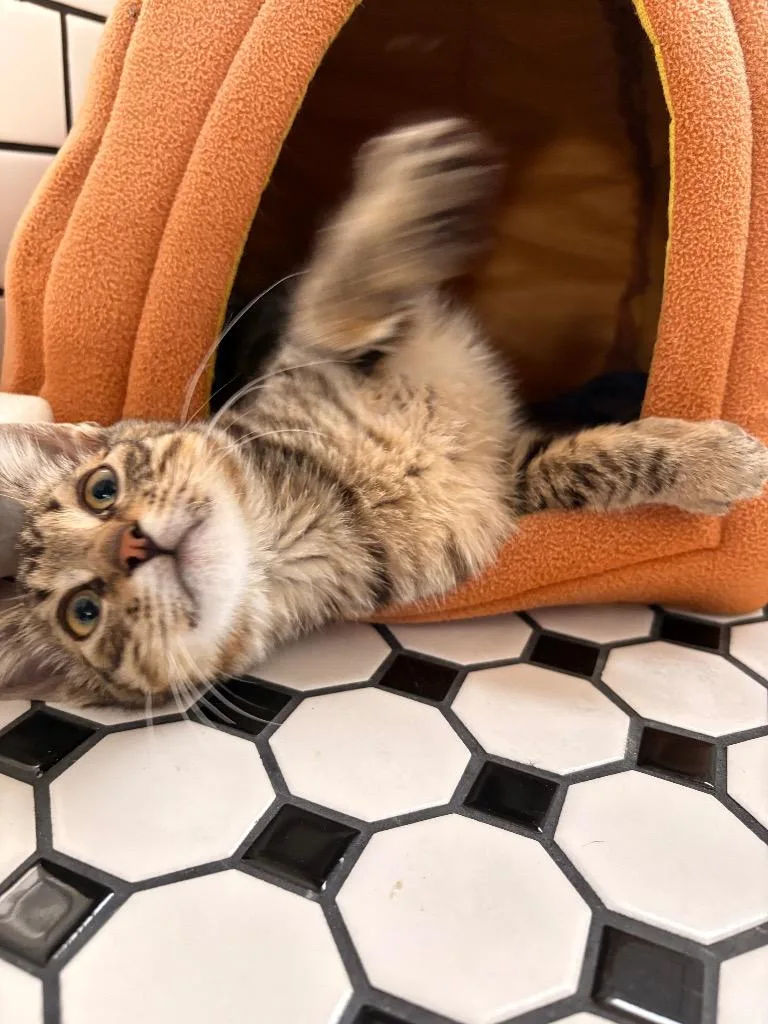 A baby small-sized male Domestic Short Hair cat named Pippin for adoption in Detroit, MI