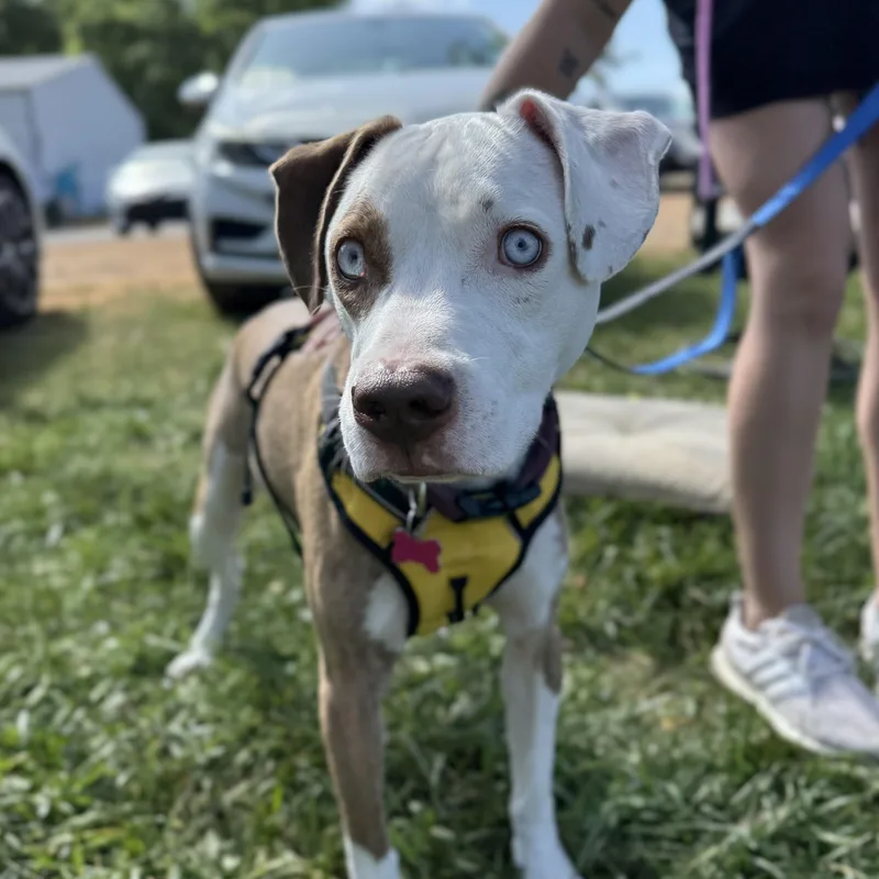 An adult medium-sized male White / Cream Pit Bull Terrier dog named Helmet for adoption in Columbia, SC