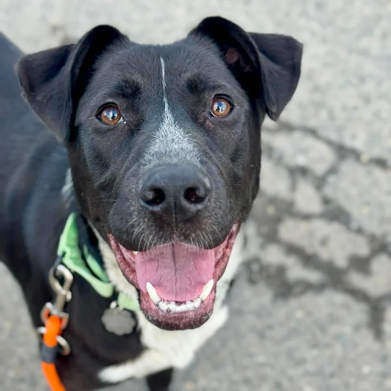 An adult large-sized female Black Mixed Breed dog named Millie for adoption in Tacoma, WA