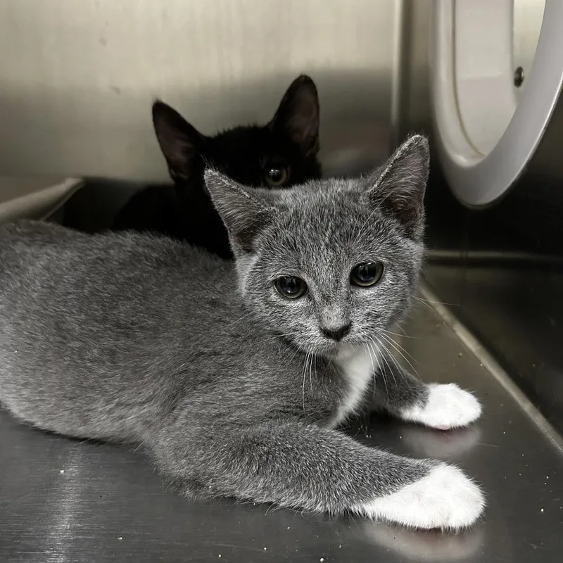 A baby small-sized female Gray / Blue / Silver Domestic Short Hair cat named Sarah for adoption in Upland, CA