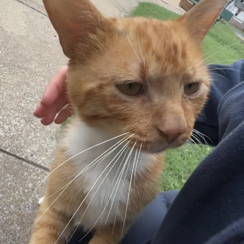 An adult medium-sized male Orange / Red Domestic Short Hair cat named Chester for adoption in Tulsa, OK