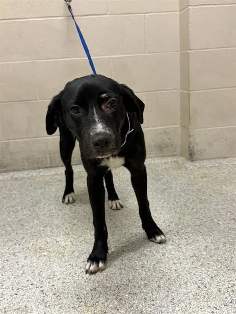 A young small-sized female Labrador Retriever dog named A for adoption in Conroe, TX