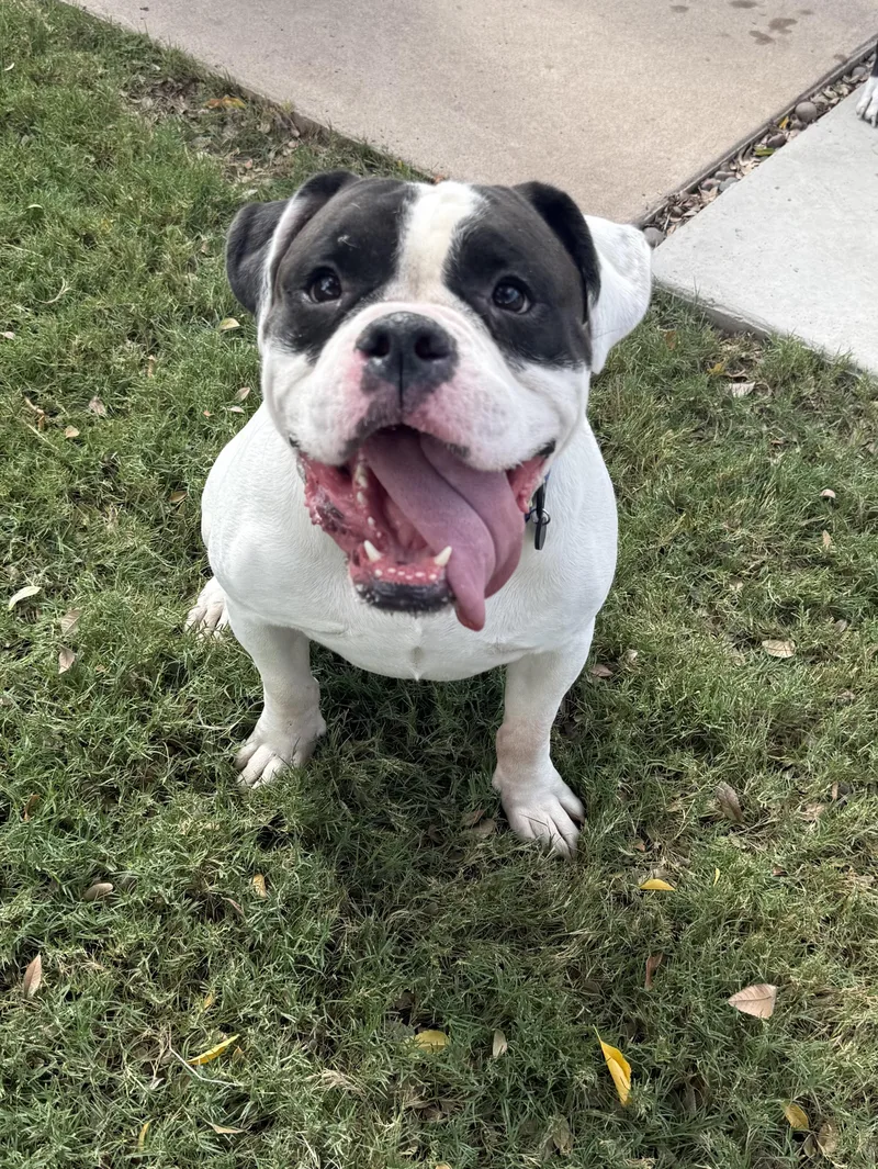 A young medium-sized male American Bully dog named Freddie for adoption in Phoenix, AZ