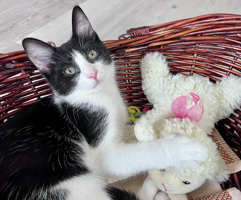 A baby medium-sized male Black & White / Tuxedo Domestic Short Hair cat named Marty for adoption in Rocky Hill, CT