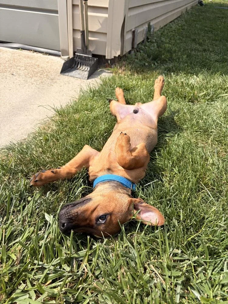 A baby small-sized male Brown / Chocolate Miniature Pinscher dog named Frankie for adoption in Lincoln Park, MI
