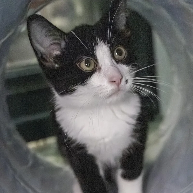 A young medium-sized male Black & White / Tuxedo Domestic Short Hair cat named Billy for adoption in Lone rock, WI