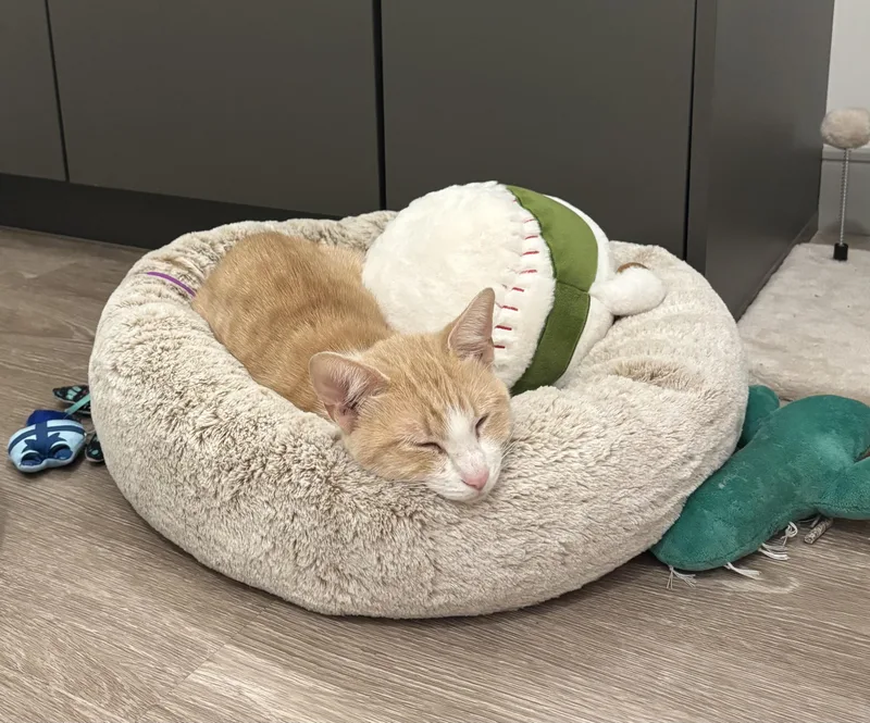 An adult medium-sized female Buff & White Domestic Short Hair cat named Darrow for adoption in Independence, OH