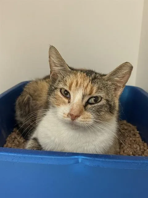 An adult medium-sized female Domestic Medium Hair cat named Mrs Potts for adoption in Sugar Land, TX