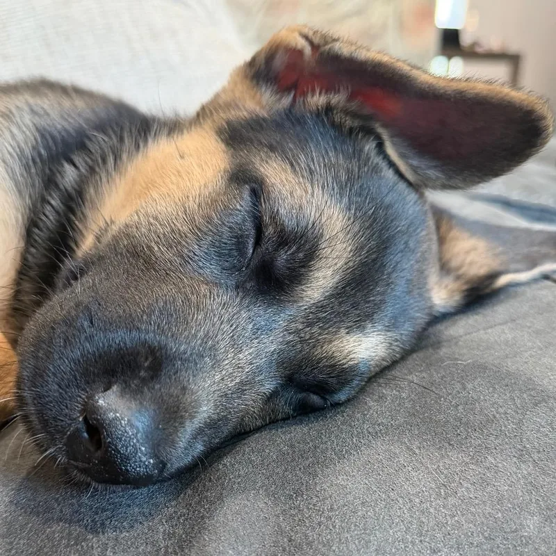A baby large-sized male Brown / Chocolate German Shepherd Dog dog named Roman for adoption in Northville, MI