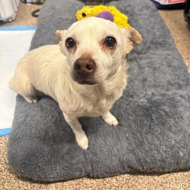 Paloma