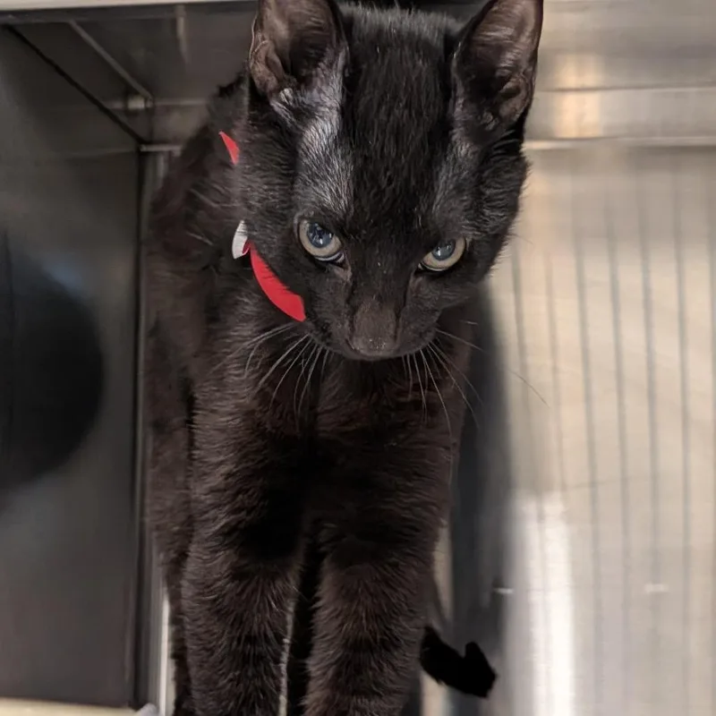 A young medium-sized male Black Domestic Short Hair cat named Portugal for adoption in League City, TX