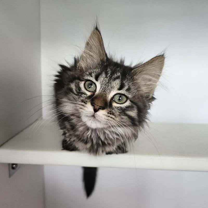 A baby small-sized female Brown / Chocolate Domestic Short Hair cat named Frankie for adoption in Monroe, MI