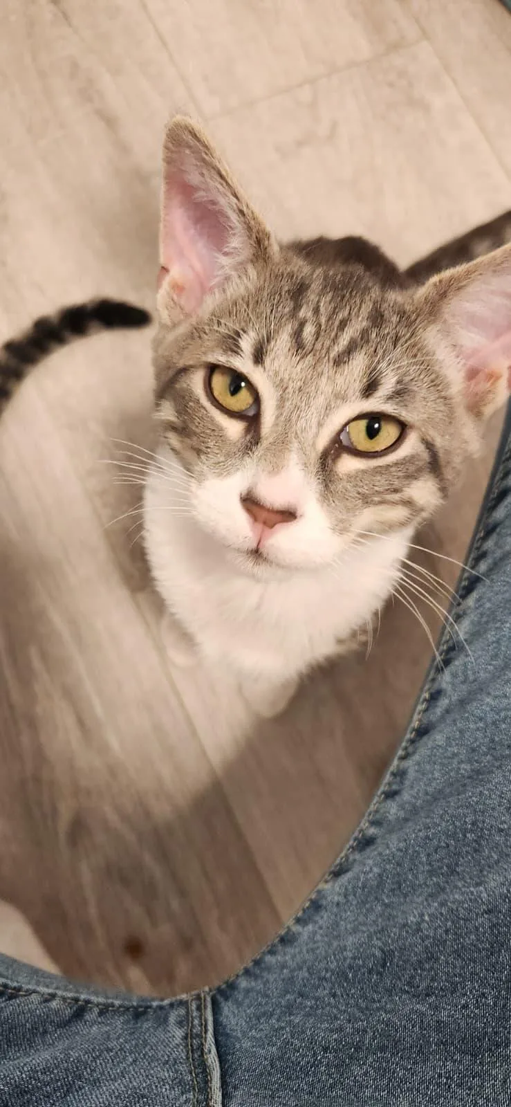 A baby small-sized male Tabby (Gray / Blue / Silver) American Shorthair cat named Hank for adoption in Highland Park, NJ