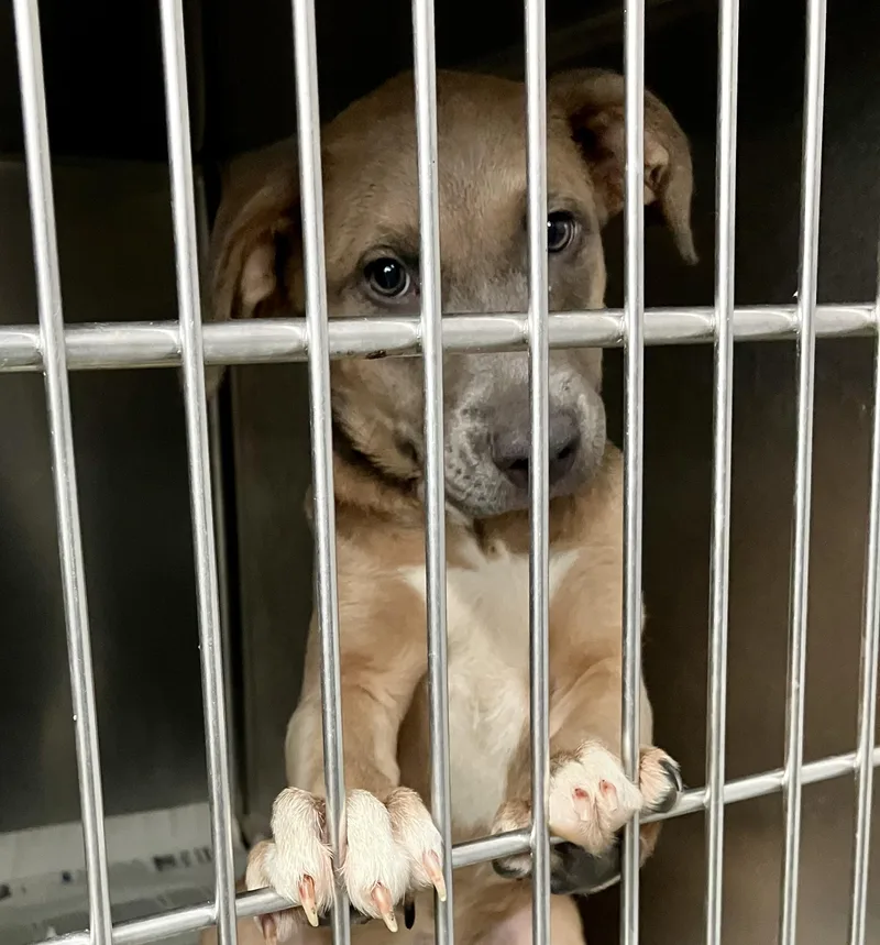 A baby medium-sized female Yellow / Tan / Blond / Fawn Mixed Breed dog named Blossom for adoption in Parma, OH