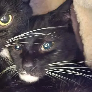 A senior small-sized female Black Domestic Short Hair cat named Helen for adoption in Winthrop, ME