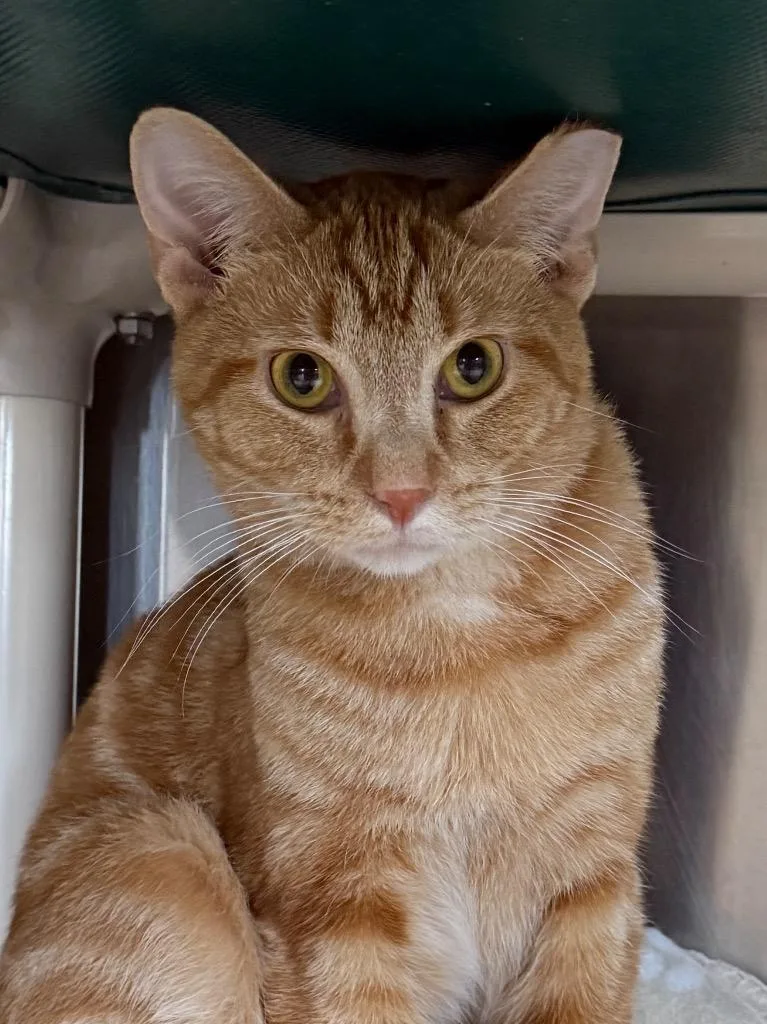 A young medium-sized male Domestic Short Hair cat named Hendrix for adoption in New Manchester, WV