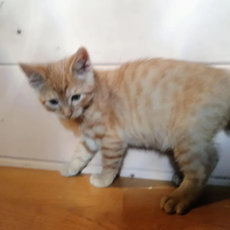 A baby small-sized male Orange / Red Domestic Short Hair cat named Jaguar for adoption in Carmel, IN