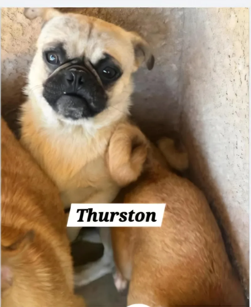 Thurston thumbnail 3