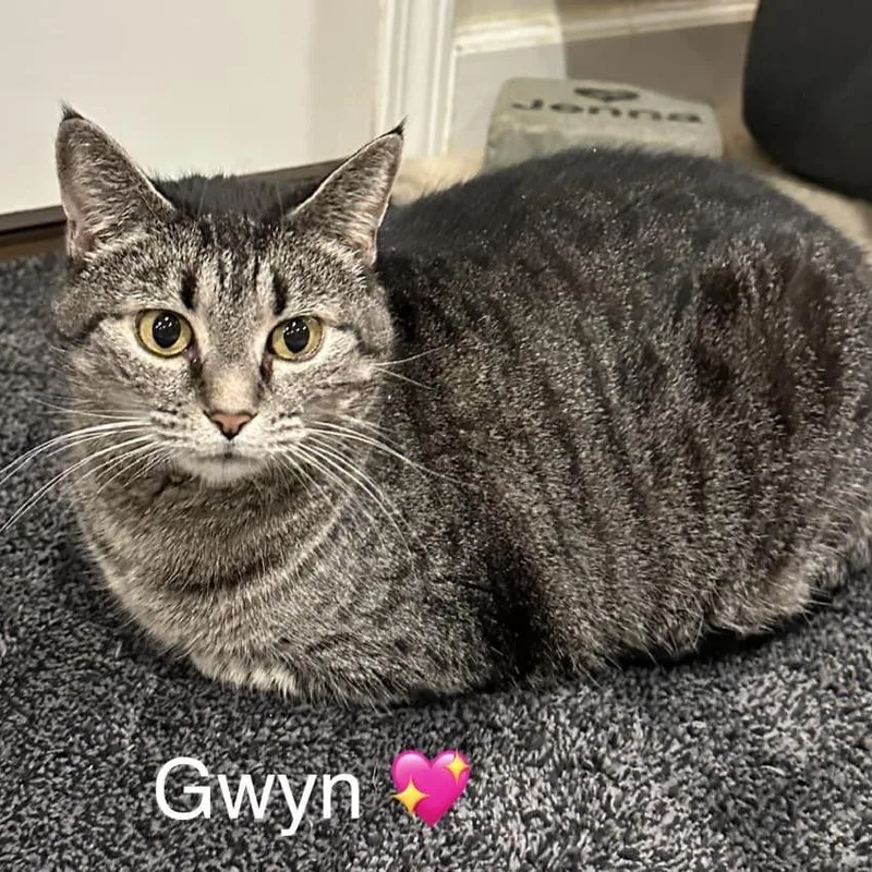 Gwyn