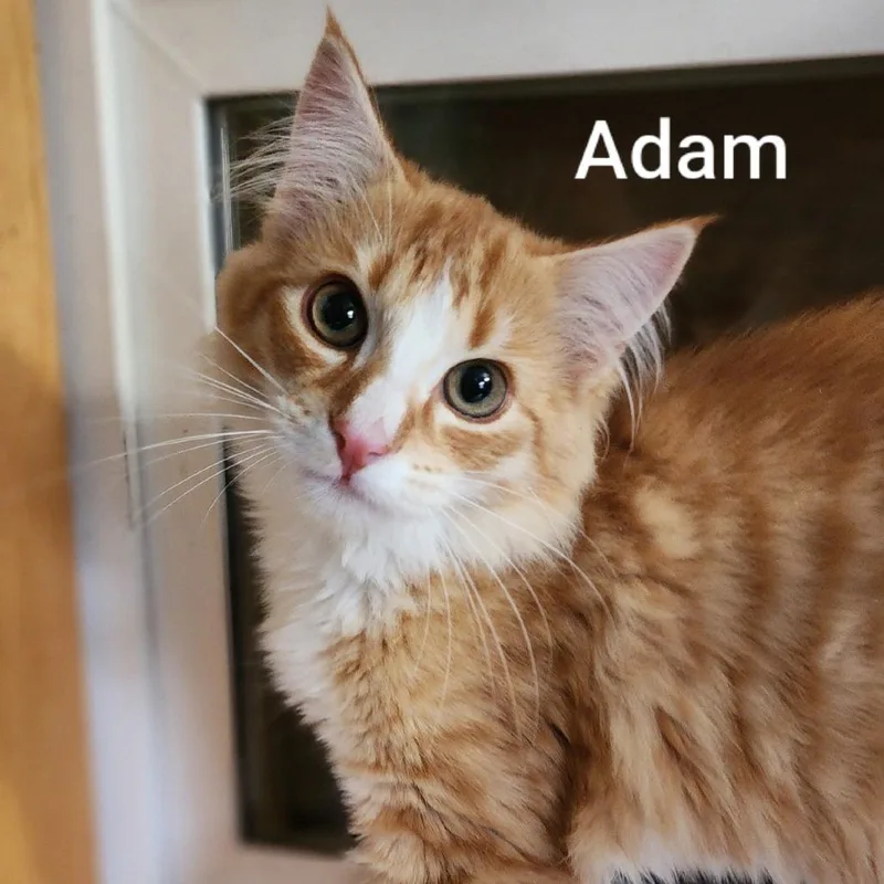 A baby small-sized male Orange / Red Domestic Medium Hair cat named Adam for adoption in Spokane, WA