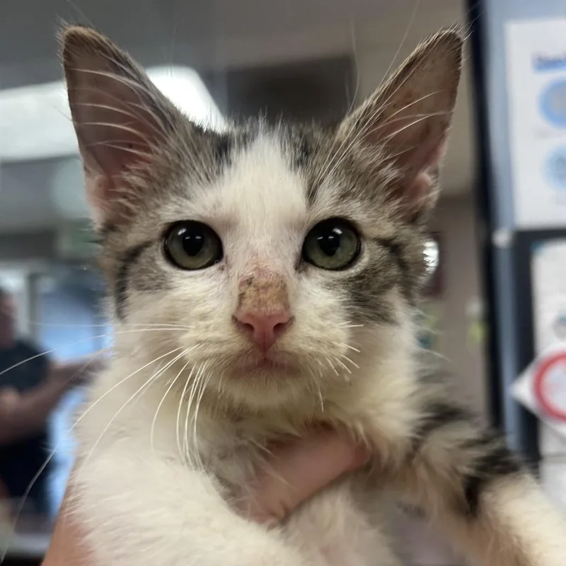 A baby small-sized male Gray / Blue / Silver Domestic Medium Hair cat named Brakepad for adoption in St Joseph, MO