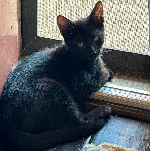 A baby small-sized male Black Domestic Short Hair cat named Ding Dong for adoption in Mission Viejo, CA