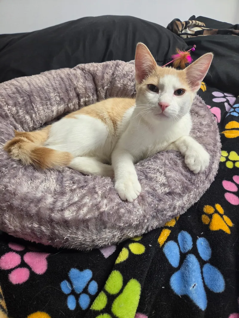 A baby medium-sized male Orange & White Domestic Short Hair cat named Avery for adoption in Blaine, MN