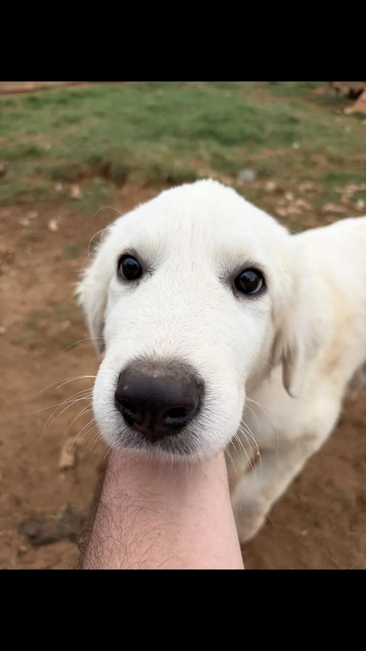 A baby large-sized female Great Pyrenees dog named Fenway for adoption in Paradise, TX