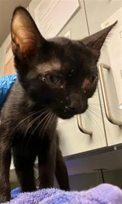 A baby small-sized female Domestic Short Hair cat named Ophelia for adoption in Jacksonville, FL
