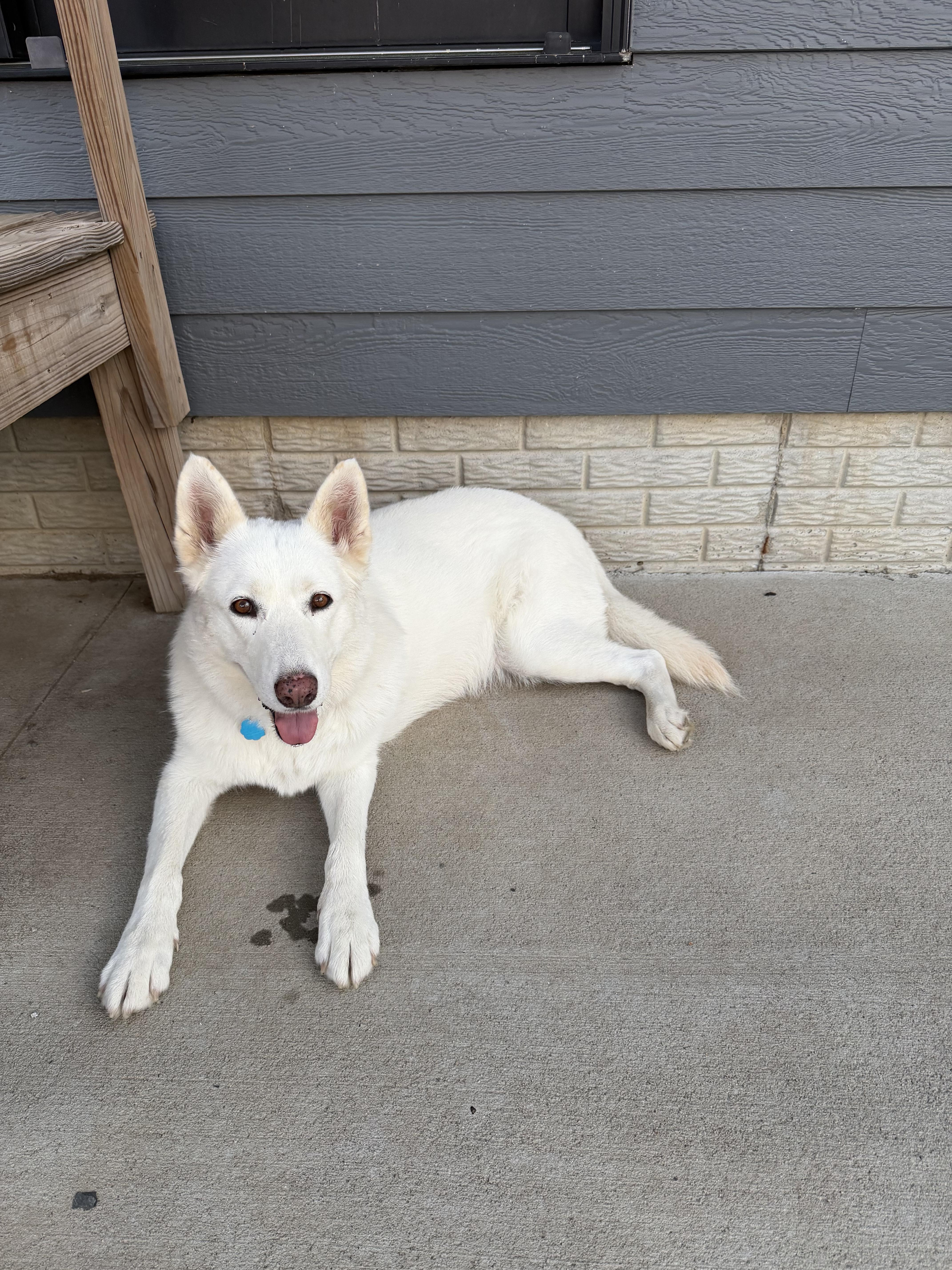 An adult large-sized female German Shepherd Dog dog named Clara for adoption in Wahoo, NE