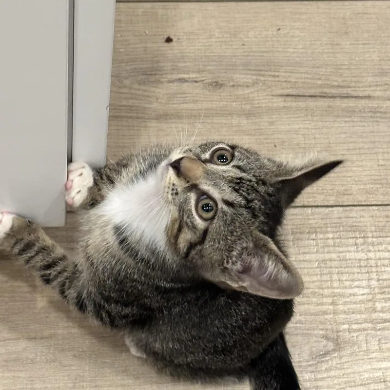 A baby small-sized male Brown / Chocolate Domestic Short Hair cat named Squints for adoption in North Port, FL