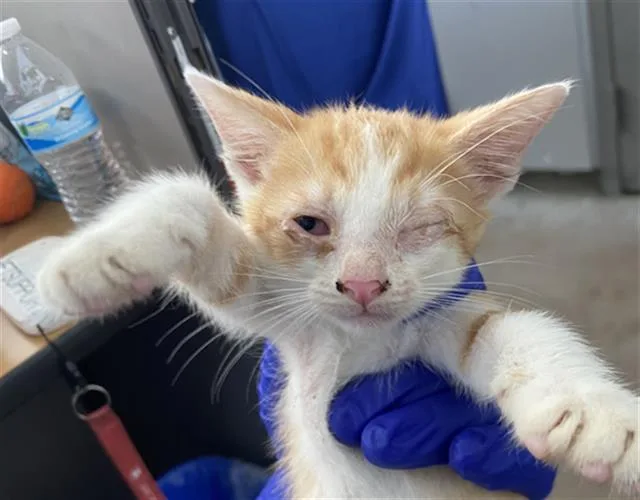 A baby medium-sized female Domestic Short Hair cat named Tara for adoption in Dallas, TX