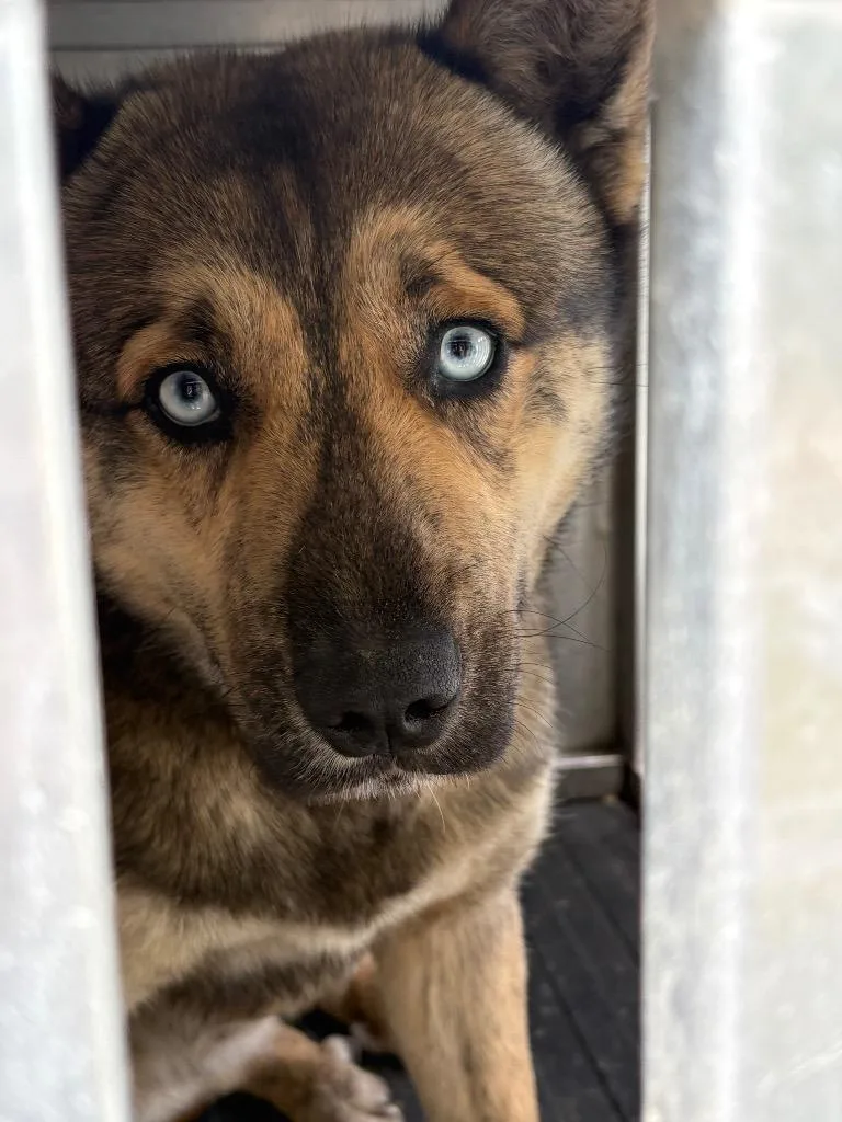 A young medium-sized male Mixed Breed dog named Evans for adoption in Effingham, SC