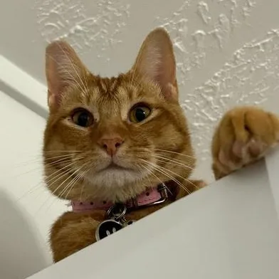 An adult medium-sized male Tabby (Orange / Red) Domestic Short Hair cat named Aries for adoption in Liverpool, TX