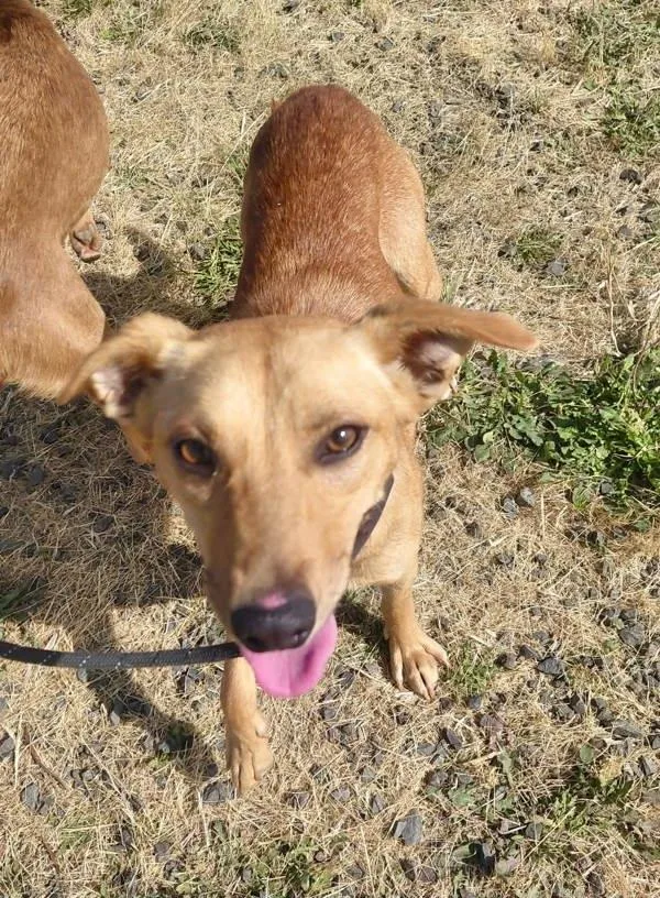 A young small-sized female Terrier dog named Chickpea for adoption in McMinnville, OR