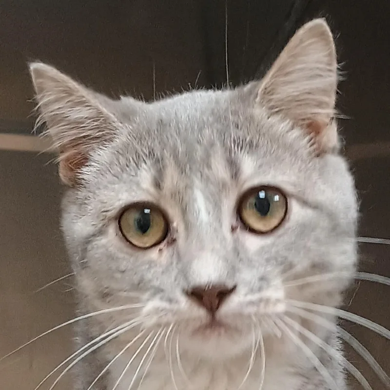 A young small-sized female Domestic Short Hair cat named Mariana for adoption in Palestine, TX