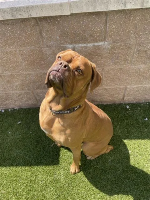 An adult large-sized male Dogue de Bordeaux dog named Simba for adoption in Derwood, MD