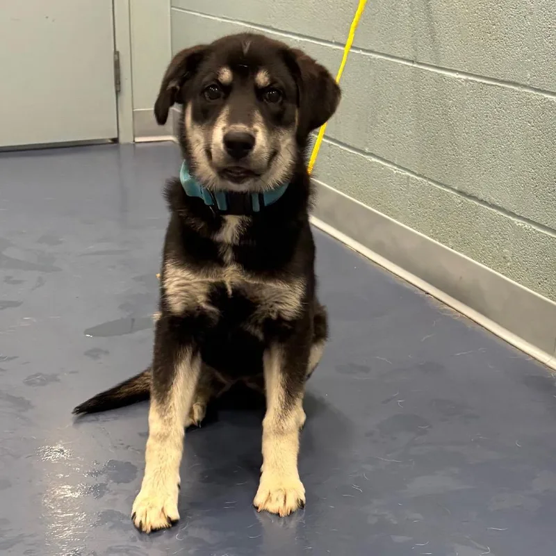 A baby medium-sized female Black Mixed Breed dog named Lakota for adoption in Greensboro, NC
