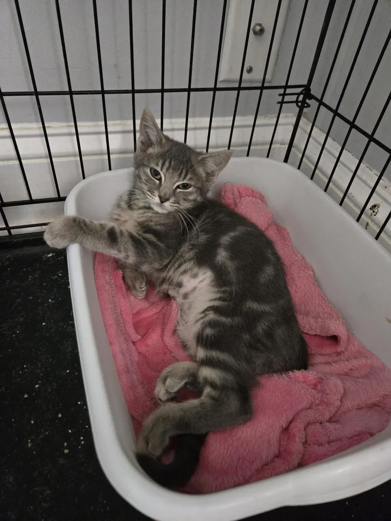 A baby medium-sized female Domestic Short Hair cat named Gretchen Mean Girls for adoption in Trenton, NJ