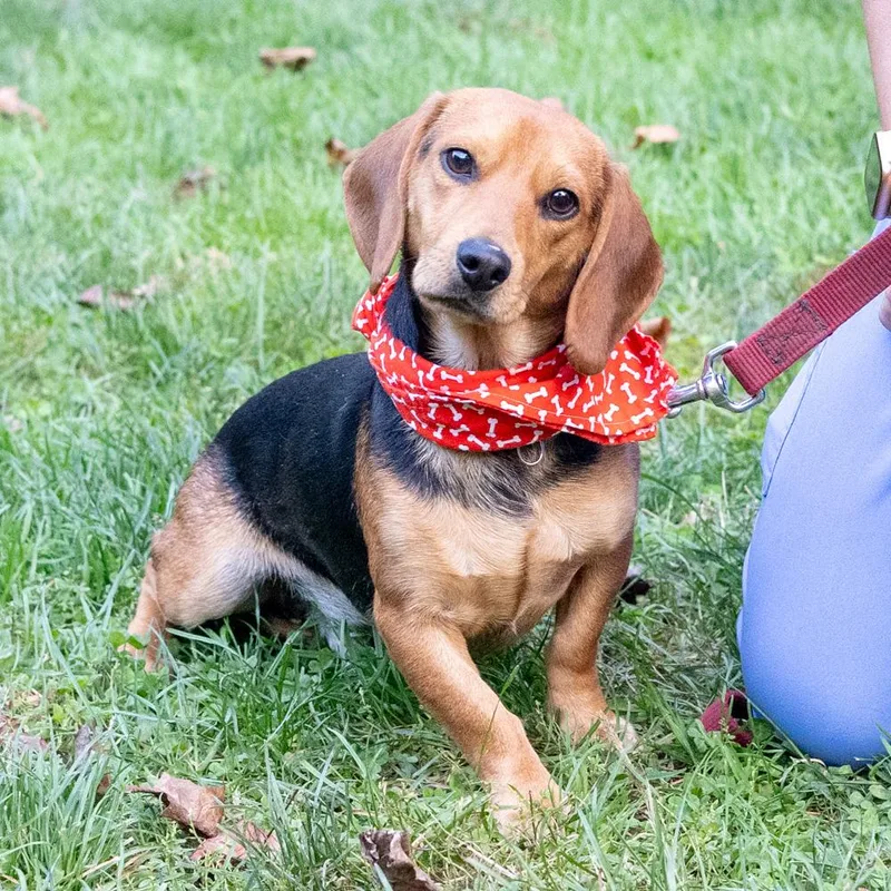 An adult small-sized male Beagle dog named SteelerAvail for adoption in West Grove, PA